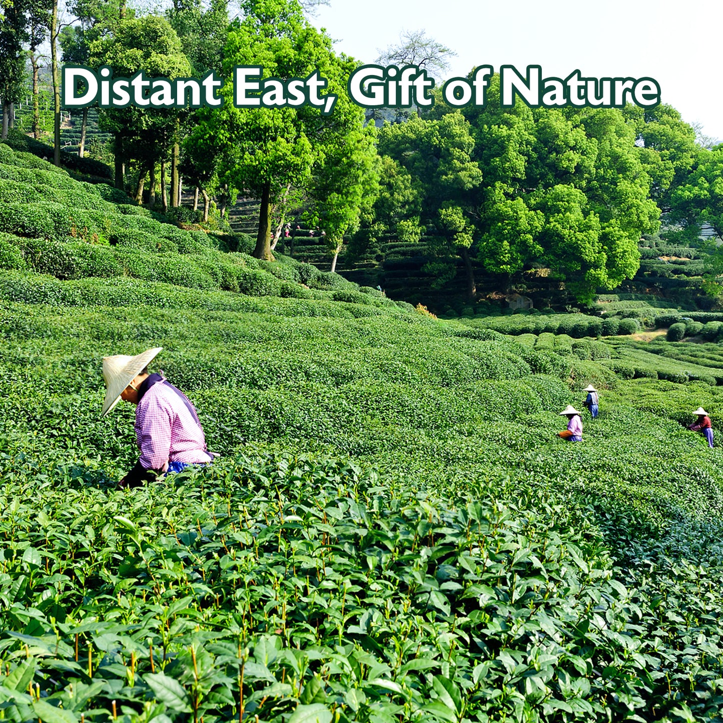 Eastsign Matcha Ceremonial Grade USDA Organic,Green Tea Powder 6oz, Premium USDA Organic Gluten Free Vegan and No Sugar,Suitable for Hot or Cold Drinks,Baking and Other Purposes(6oz)